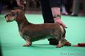 Crufts2011_2 1569